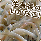 いかなごのくぎ煮